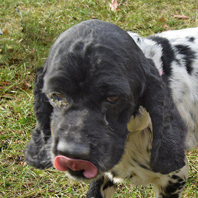 Boston | Oldies But Goodies Cocker Rescue