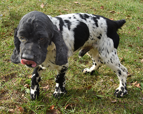 Boston | Oldies But Goodies Cocker Rescue