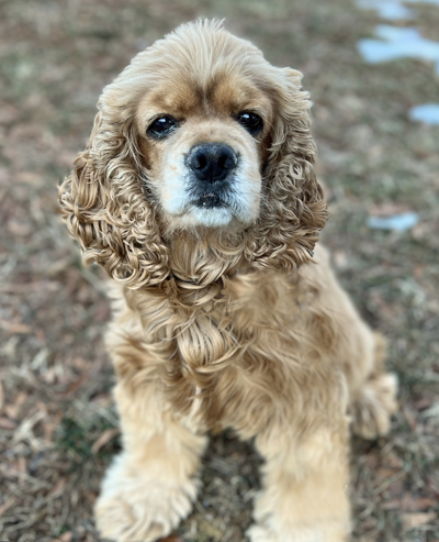 Buddy | Oldies But Goodies Cocker Rescue